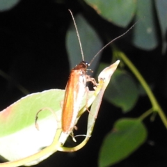 Escala sp. (genus) at Lions Youth Haven - Westwood Farm A.C.T. - 12 Mar 2024 10:08 PM