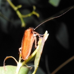 Escala sp. (genus) at Lions Youth Haven - Westwood Farm A.C.T. - 12 Mar 2024