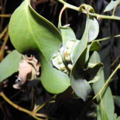Unidentified Eucalyptus Gall at Lions Youth Haven - Westwood Farm A.C.T. - 12 Mar 2024 by HelenCross