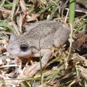 Litoria peronii at Lions Youth Haven - Westwood Farm A.C.T. - 12 Mar 2024