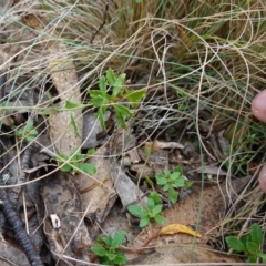 Wahlenbergia stricta subsp. stricta at Jingera, NSW - 13 Mar 2024