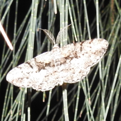 Unplaced externaria (Mahogany Bark Moth (formerly Hypomecis externaria)) at Kambah, ACT - 12 Mar 2024 by HelenCross