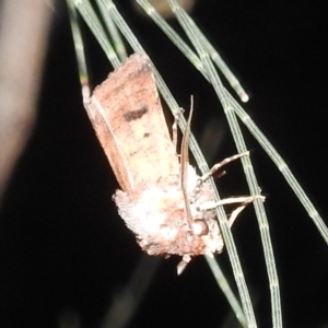 Agrotis porphyricollis at Lions Youth Haven - Westwood Farm A.C.T. - 12 Mar 2024 10:31 PM