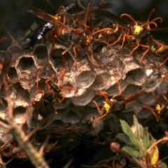 Polistes (Polistella) humilis at Mount Ainslie - 14 Mar 2024 03:36 PM