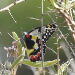 Delias aganippe (Spotted Jezebel) at Acton, ACT - 13 Mar 2024 by HelenCross