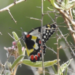 Delias aganippe (Spotted Jezebel) at ANBG - 14 Mar 2024 by HelenCross