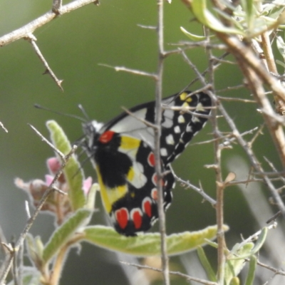 Delias aganippe (Spotted Jezebel) at Acton, ACT - 13 Mar 2024 by HelenCross