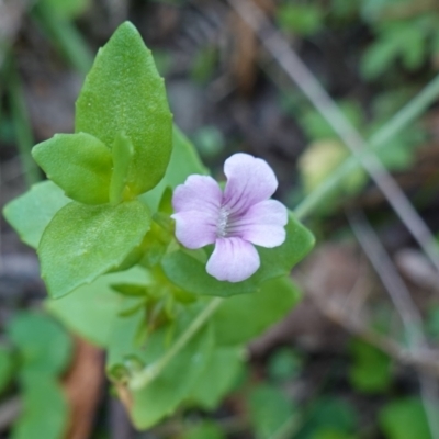 Gratiola peruviana (Australian Brooklime) at Tallaganda State Forest - 13 Mar 2024 by RobG1