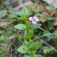 Gratiola peruviana at Tallaganda State Forest - 13 Mar 2024