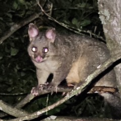 Trichosurus vulpecula (Common Brushtail Possum) at QPRC LGA - 15 Mar 2024 by MatthewFrawley