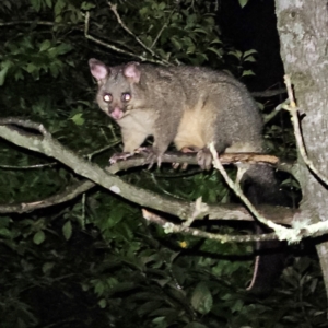 Trichosurus vulpecula at QPRC LGA - 15 Mar 2024