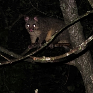 Trichosurus vulpecula at QPRC LGA - 15 Mar 2024