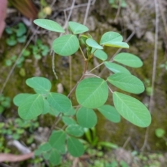 Goodia lotifolia (Golden Tip) at QPRC LGA - 13 Mar 2024 by RobG1