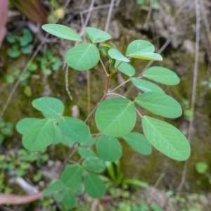 Goodia lotifolia at Tallaganda State Forest - 13 Mar 2024