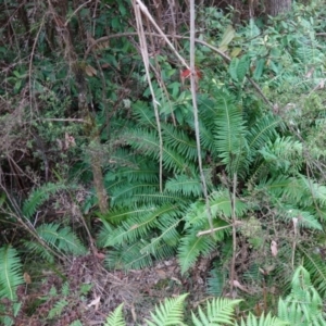 Blechnum nudum at Tallaganda State Forest - 13 Mar 2024 02:26 PM