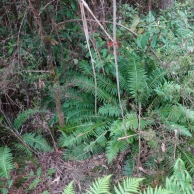 Blechnum nudum (Fishbone Water Fern) at Kindervale, NSW - 13 Mar 2024 by RobG1