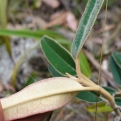 Olearia megalophylla (Large-leaf Daisy-bush) at QPRC LGA - 13 Mar 2024 by RobG1