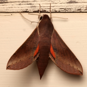 Hippotion scrofa at Ainslie, ACT - 13 Mar 2024