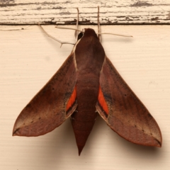 Hippotion scrofa (Coprosma Hawk Moth) at Ainslie, ACT - 13 Mar 2024 by jb2602