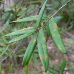 Pittosporum bicolor (Banyalla) at Kindervale, NSW - 13 Mar 2024 by RobG1
