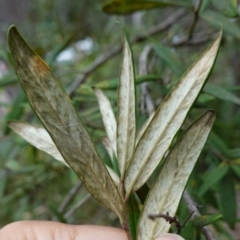 Pittosporum bicolor at QPRC LGA - 13 Mar 2024