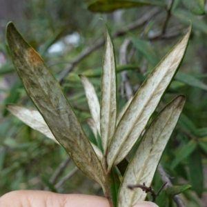 Pittosporum bicolor at QPRC LGA - 13 Mar 2024