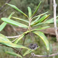 Pittosporum bicolor at QPRC LGA - 13 Mar 2024