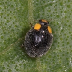 Apolinus lividigaster (Yellow Shouldered Ladybird) at Melba, ACT - 3 Mar 2024 by kasiaaus