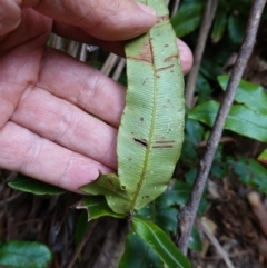 Blechnum wattsii at Tallaganda State Forest - 13 Mar 2024