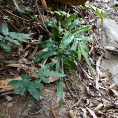 Blechnum wattsii at Tallaganda State Forest - 13 Mar 2024 02:47 PM