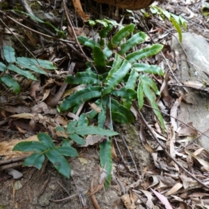 Blechnum wattsii at Tallaganda State Forest - 13 Mar 2024