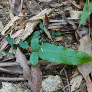 Blechnum wattsii at Tallaganda State Forest - 13 Mar 2024 02:47 PM