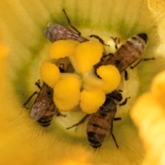 Apis mellifera (European honey bee) at Melba, ACT - 4 Mar 2024 by kasiaaus