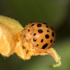 Epilachna sumbana (A Leaf-eating Ladybird) at Melba, ACT - 4 Mar 2024 by kasiaaus