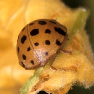 Epilachna sumbana at Melba, ACT - 4 Mar 2024 11:55 AM