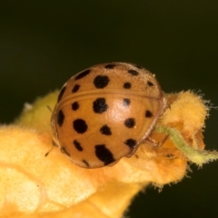 Epilachna sumbana at Melba, ACT - 4 Mar 2024 11:55 AM