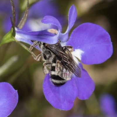 Lasioglossum (Chilalictus) sp. (genus & subgenus) (Halictid bee) at Melba, ACT - 4 Mar 2024 by kasiaaus