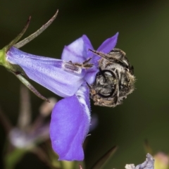 Lasioglossum (Chilalictus) sp. (genus & subgenus) at Melba, ACT - 4 Mar 2024