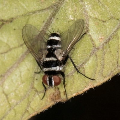 Trigonospila sp. (genus) (A Bristle Fly) at Melba, ACT - 7 Mar 2024 by kasiaaus