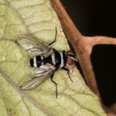 Trigonospila sp. (genus) at Melba, ACT - 8 Mar 2024