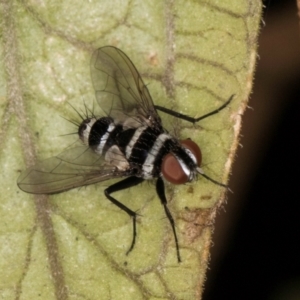 Trigonospila sp. (genus) at Melba, ACT - 8 Mar 2024