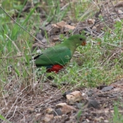 Alisterus scapularis (Australian King-Parrot) at Wingecarribee Local Government Area - 20 Jan 2024 by JanHartog