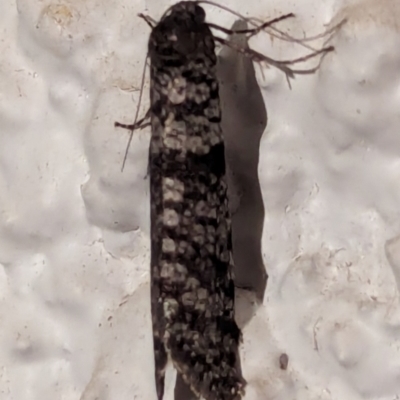 Lepidoscia (genus) ADULT (A Case moth) at Watson, ACT - 15 Mar 2024 by AniseStar