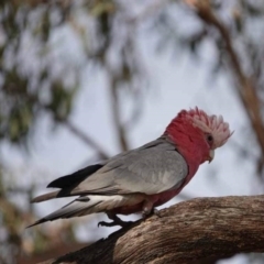 Eolophus roseicapilla (Galah) at Watson, ACT - 16 Mar 2024 by AniseStar