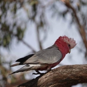 Eolophus roseicapilla at Watson Green Space - 16 Mar 2024