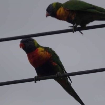 Trichoglossus moluccanus (Rainbow Lorikeet) at Watson, ACT - 16 Mar 2024 by AniseStar