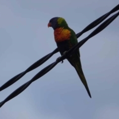 Trichoglossus moluccanus at Watson Green Space - 16 Mar 2024