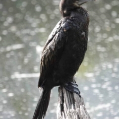 Phalacrocorax sulcirostris (Little Black Cormorant) at Watson Green Space - 15 Mar 2024 by AniseStar