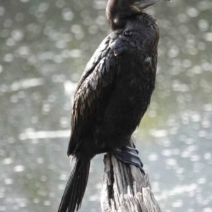 Phalacrocorax sulcirostris at Watson Green Space - 16 Mar 2024