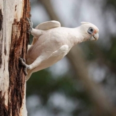 Cacatua sanguinea (Little Corella) at Watson, ACT - 16 Mar 2024 by AniseStar